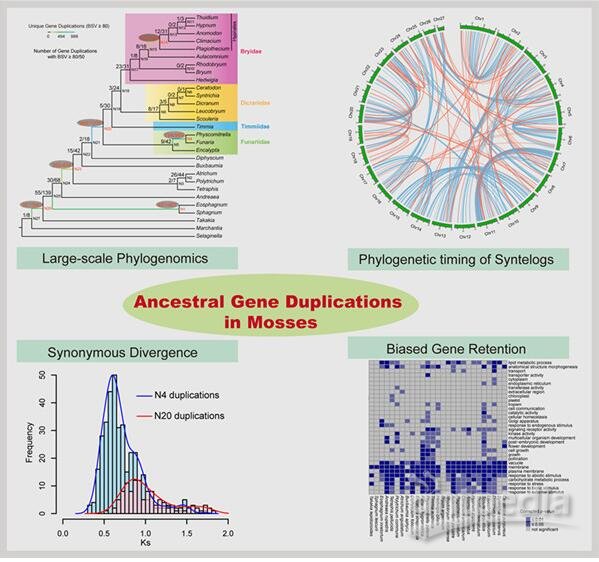 研究揭示苔藓植物古多倍化历史及重复基因保留特征